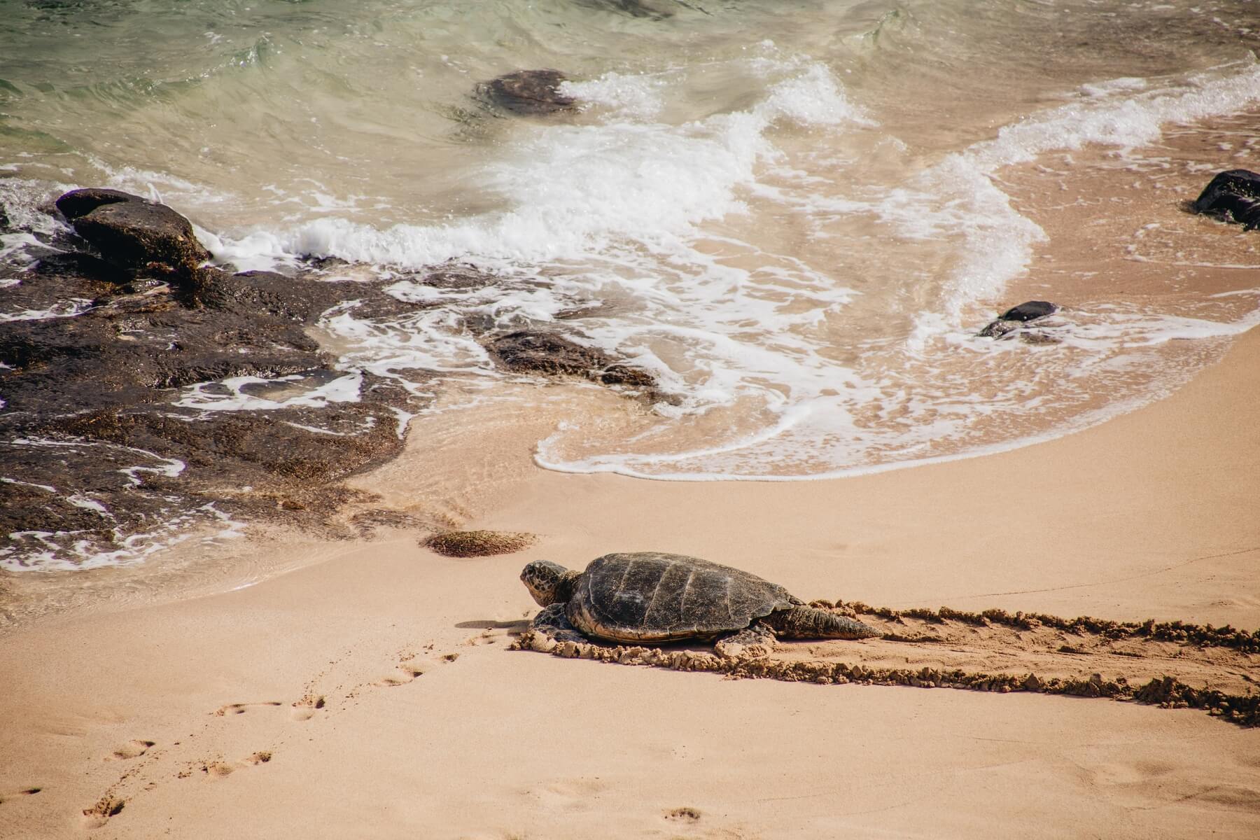 a sea turtle makes his way down a sandy beach to t 2023 11 27 04 50 05 utc.jpg