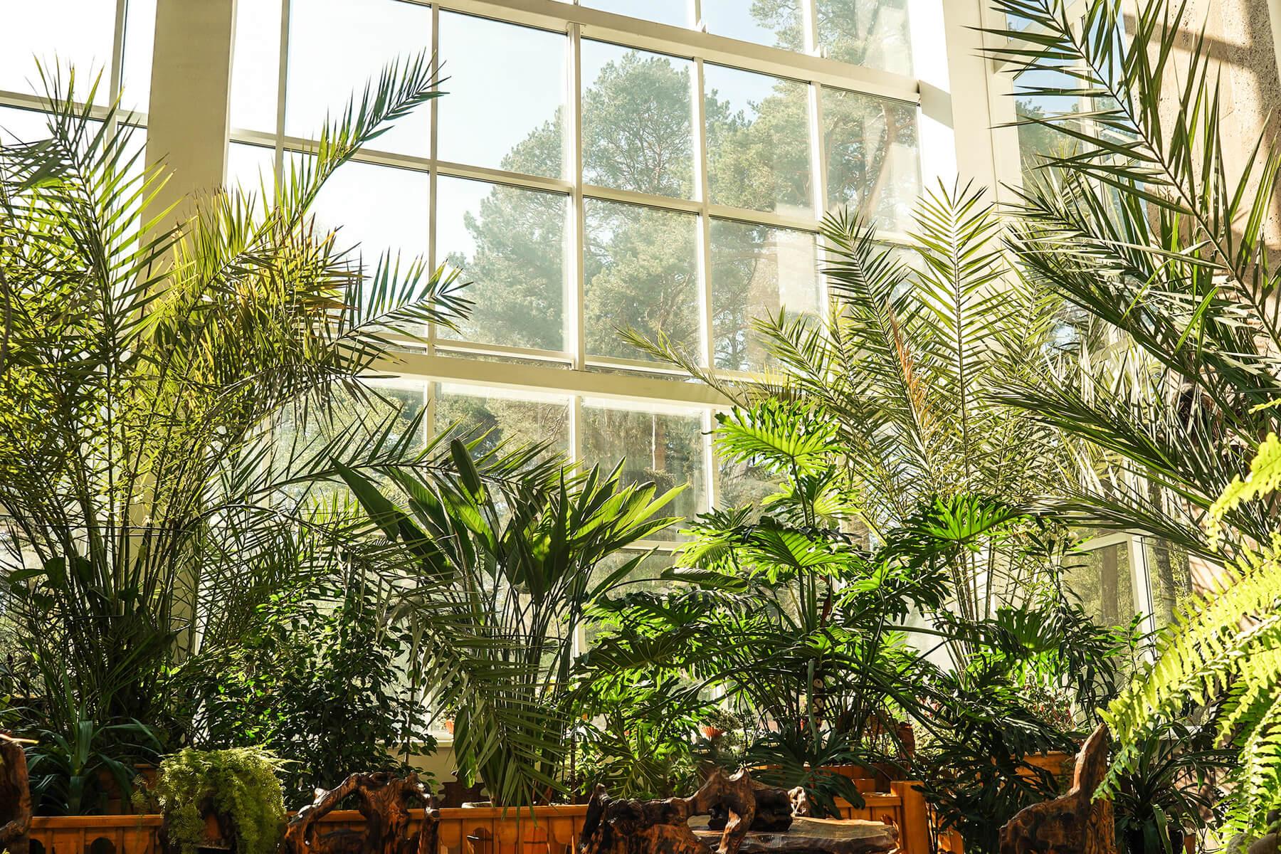 green plants in botanical garden indoor window 2023 11 27 05 22 45 utc.jpg